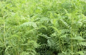 种植1亩地沙打旺可以养几头牛?喂牛