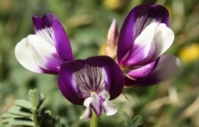 沙打旺种子多少钱一斤?种植一亩地需