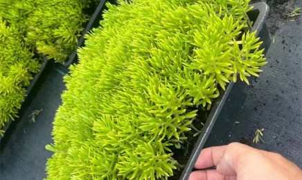 佛甲草价格