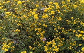 黄菊花种子