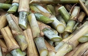 皇竹草种子多少钱一斤