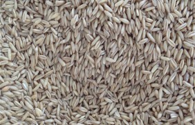 燕麦种子多少钱一斤