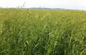 燕麦种植一亩地需要多少种子