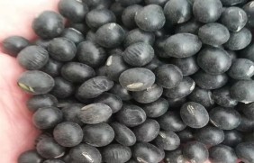 黑豆种子的价格_图片_播种方法