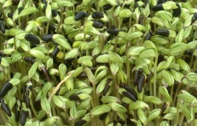 黑豆种子种植方法及时间