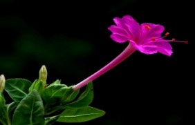 紫茉莉开花有香味吗