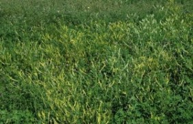 草木樨种子的种植方法