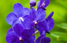 紫罗兰种植后如何管理