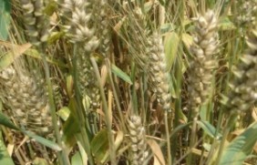 黑小麦繁殖的方式是什么