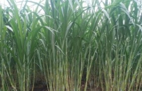 皇竹草种植怎么预防病虫害
