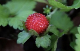 蛇莓种植后如何管理？
