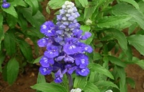 蓝萼鼠尾草植物有毒吗？