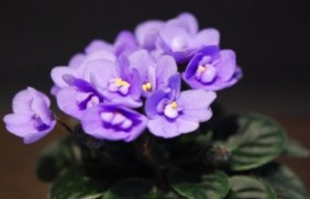 紫罗兰在冬季种植可以吗，播种适温是