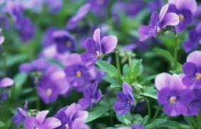 紫罗兰种植后好养护吗，生长期有多长