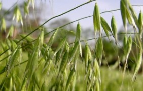 燕麦怎么种植养护，燕麦中含的营养物