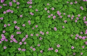 紫花苜蓿种植适合的温度，种植的时间