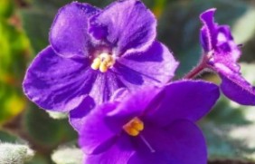 紫罗兰种植后如何管理，种植难度大不