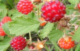 蛇莓七八月份种植可以吗，繁殖方式还
