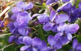 紫罗兰种子多少钱一斤，种植后如何管