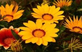 太阳花适合什么时候种植，冬季可以种