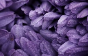 紫罗兰需要怎么种植效果好，种植后有