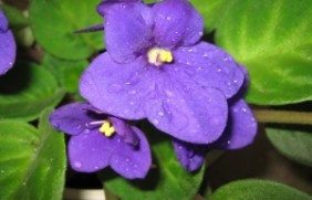 紫罗兰种子隔年能发芽吗，种植后多久