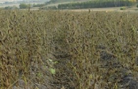 黑豆种植后如何管理？出现病虫害的季