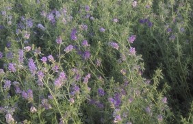 紫花苜蓿包衣种子