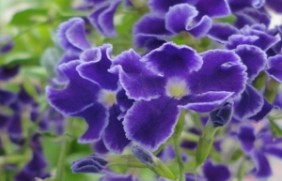 紫罗兰种植后花朵有毒吗