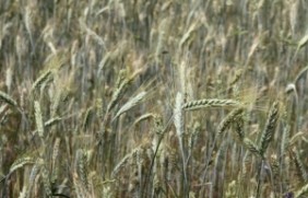 黑小麦作为牧草使用能收割几次？作为
