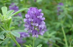 紫花苜蓿作为牧草使用能收割几次？作