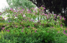 紫茉莉适合在北方地区种植吗