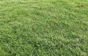 日本结缕草是一种适应性很强的草坪