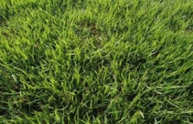 日本结缕草草坪能使用几年？日本结缕