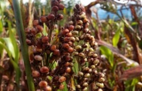 小米仁种子种植在东北种植效果好吗