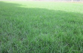 多年生黑麦草草坪种植适合的温度是