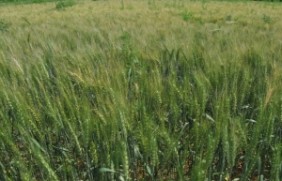 黑小麦种子种植时种子需要催芽吗？种
