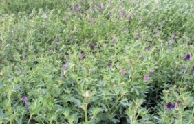 紫花苜蓿种子牧草每次收割间隔多久