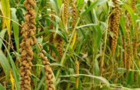 小米种子可以在陕西地区种植吗？小米