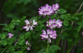 紫云英种子可以在水田种植吗？水田种