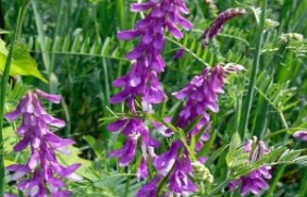 光叶紫花苕种植时种子如何选择？购买