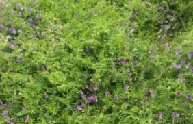 光叶紫花苕种子种植后多久可以收割