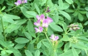 紫花苜蓿种子南方种植适合吗？需要在