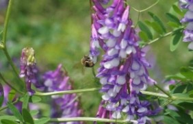 光叶紫花苕种子种植适合的温度是多