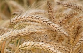 大麦种子冬天可以种植吗？是多年生牧