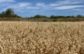 燕麦种子可以在水田种植吗？水田种植