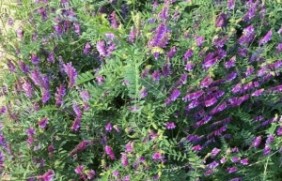 光叶紫花苕种子种植后多久浇水？有病