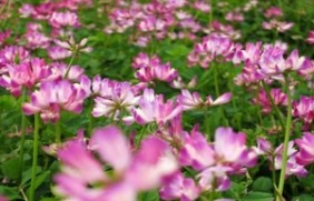 光叶紫花苕作为牧草使用能收割几次