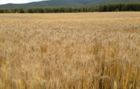 大麦收割后如何使用？雨天收割可以吗