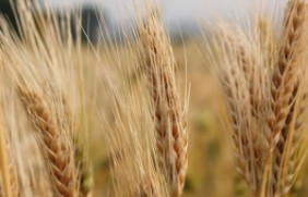 大麦作为牧草使用能收割几次？作为牧